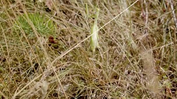 Praying Mantis Amongst Dried Grass Reeds Summertime Inglês Fechar — Vídeo de Stock