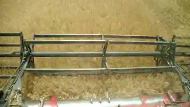 小麦を収穫する 収穫リールを組み合わせるカッターに向かって作物を押します Pov — ストック動画