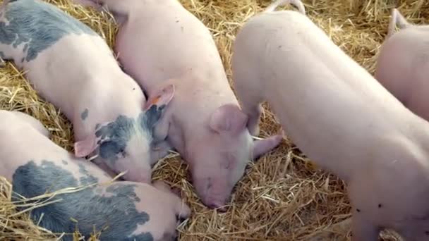 Piglets Sleeping Hay Sty Close — Stock Video