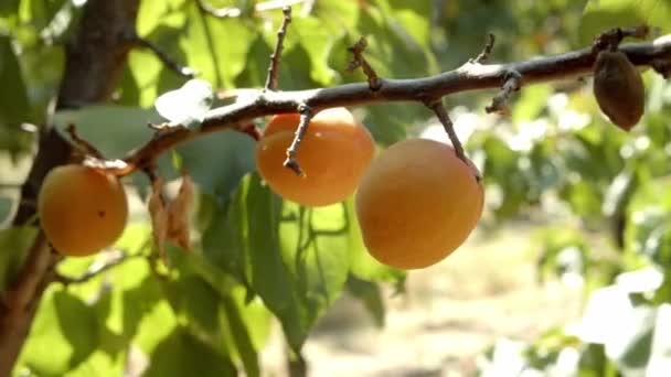 Zralé Meruňkové Ovoce Stromě Sadu Létě Zavřít — Stock video