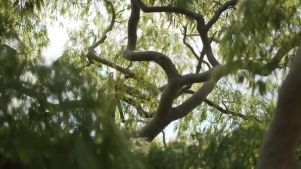 Pan Arriba Través Del Interior Hermoso Árbol Japonés Acer — Vídeos de Stock