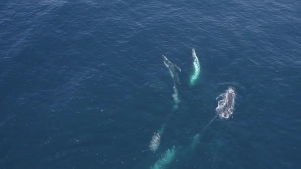 Las Ballenas Jorobadas Nadando Mar Azul Suben Superficie Para Respirar — Vídeo de stock