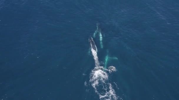Три Горбатых Кита Плавают Спиннинг Голубым Морем Летом Наблюдение Китами — стоковое видео