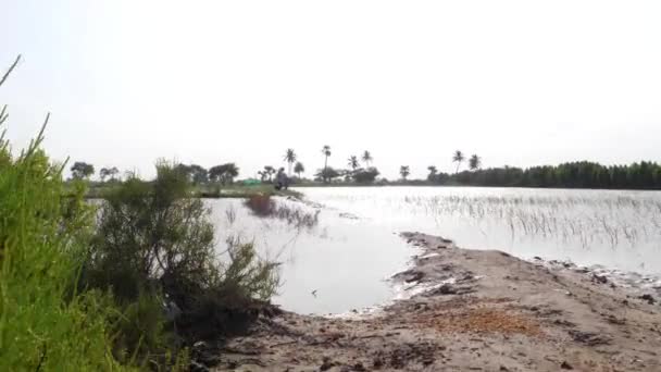 Pan Tiro Campo Arrozal Que Submerso Pela Inundação Que Atingiu — Vídeo de Stock