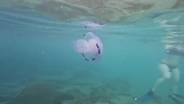 Girl Swimming Next Beautiful White Barrel Jellyfish Rhizostoma Pulmo Mediterranean — Stock Video