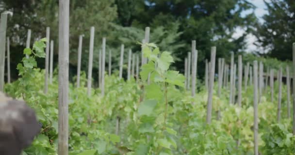 スイス ヨーロッパ ブドウ畑 ワイン — ストック動画