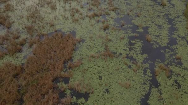 Flug Aus Der Luft Über Die Sumpfgebiete Mosambik — Stockvideo