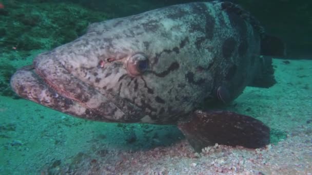 Ekstremalne Zbliżenie Gigantycznej Ryby Grouper Pod Wodą Kontrolującej Nurka Rafie — Wideo stockowe