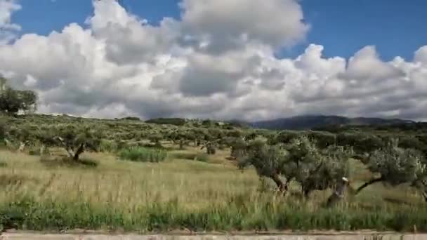 Güney Talya Calabria Bir Zeytin Ağacı Kültürünün Yanından Geçiyorum — Stok video