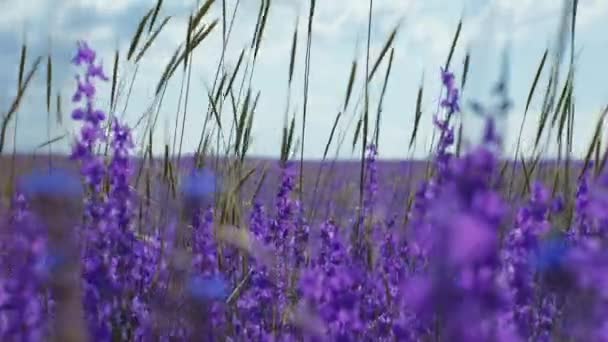 Gros Plan Champ Fleurs Violettes — Video