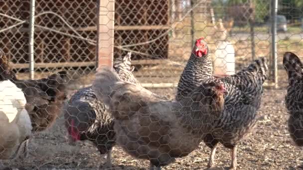 Pollos Granja Protegidos Por Cercas Alambre Pollo — Vídeo de stock
