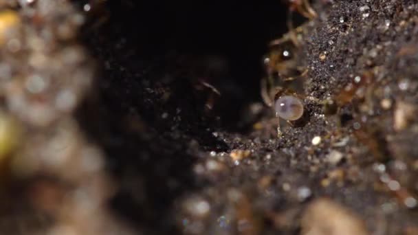Nahaufnahme Makro Ansicht Der Roten Ameisen Hügel Arbeit Boden Nest — Stockvideo