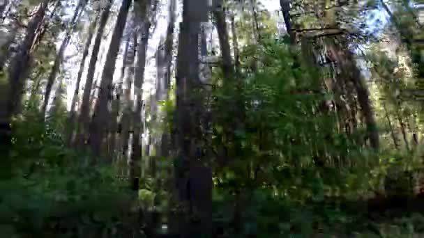 Luz Solar Naturaleza Bosque Árboles — Vídeo de stock