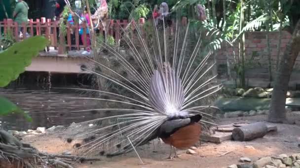 旅游景点 美丽的印度山雀 狗仔队的卷曲和炫耀它的尾巴 展示美丽的羽毛吸引交配在鸟类保护区野生动物公园 — 图库视频影像