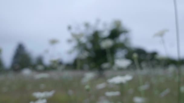 Fleurs Blanches Inflorescence Carotte Sauvage Qui Poussent Dans Prairie Mise — Video