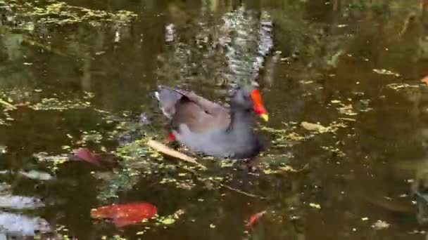 Nahaufnahme Einer Wilden Dämmernden Moorhühnchen Gallinula Tenebrosa Die Nach Wirbellosen — Stockvideo