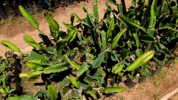 Rânduri Plante Pitahaya Tinere Fructe Dragon Care Cresc Fermă Din — Videoclip de stoc