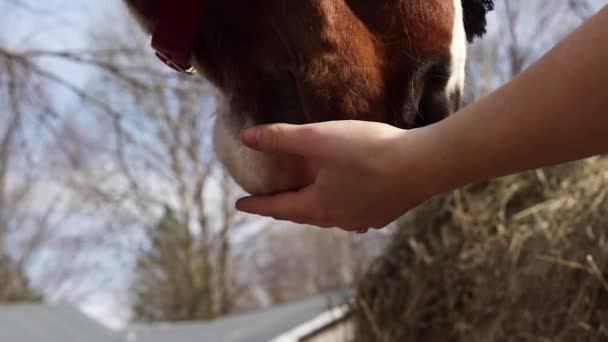 Pferd Wird Mit Einem Leckeren Leckerli Gefüttert — Stockvideo