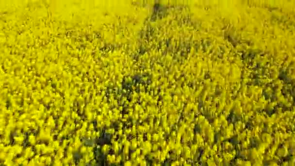 Drone Flying Canola Field Looking — Stok Video