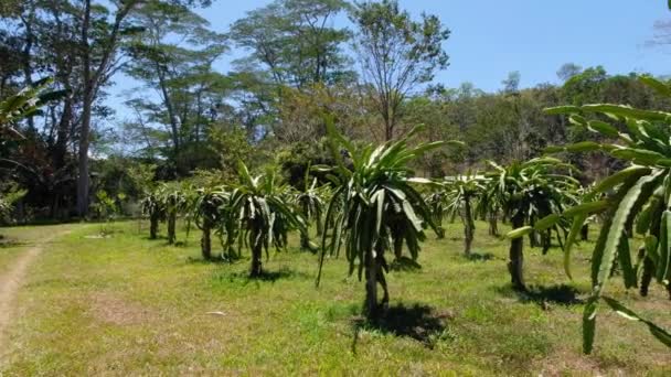 Rijpe Draak Vrucht Pitahaya Cactus Bomen Boomgaard Boerderij Een Blauwe — Stockvideo