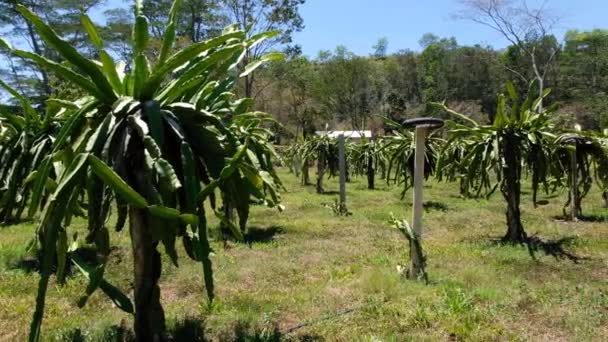 Exotisk Tropisk Drake Frukt Pitahaya Kaktus Träd Uppradade Gård Fruktträdgård — Stockvideo