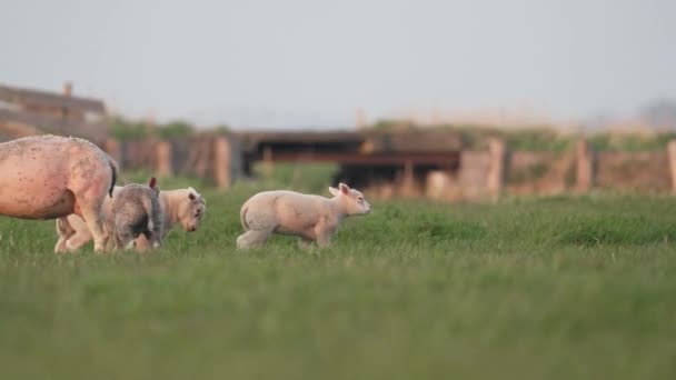 Средний Снимок Милых Ягнят Бегающих Прыгающих Играющих Зеленой Ферме — стоковое видео