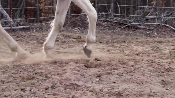 Koně Pracují Přes Písek — Stock video