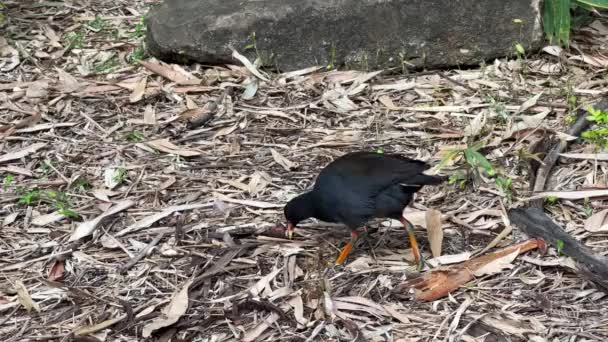 Dusky Moorhen Gallinula Tenebrosa Hledá Bezobratlé Zemi Svém Přirozeném Prostředí — Stock video