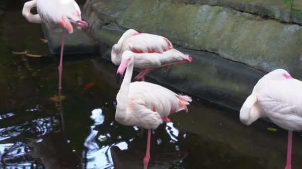 Flock Större Flamingo Phoenicopterus Roseus Med Långa Smala Ben Står — Stockvideo