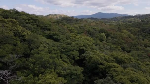 Ascendente Tiro Aéreo Sobre Árvores Densas Revelando Uma Bela Costa — Vídeo de Stock