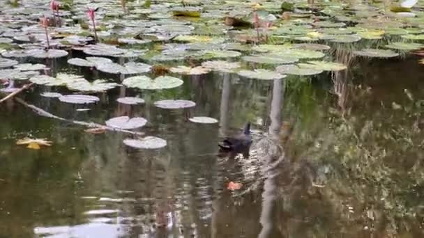 Stedelijke Botanische Tuin Landschap Een Wilde Schemerige Moorhen Gallinula Tenebrosa — Stockvideo