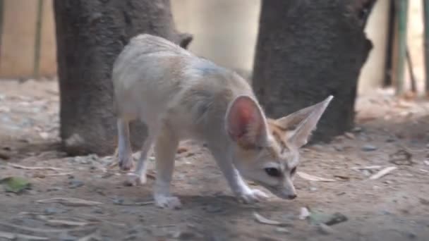 Kameralı Izleme Kamerası Kafesi Gözetliyor Meraklı Fennec Fox Yakalıyor Vulpes — Stok video