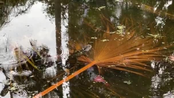 Wild Aquatische Australische Waterdraak Intellagama Lesueurii Vasthouden Aan Gevallen Palmblad — Stockvideo