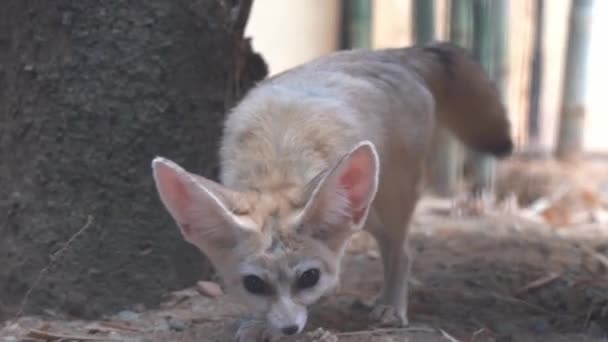 Kamerasıyla Kafesin Içinden Bakan Tuhaf Bir Fenik Tilki Vulpes Zerda — Stok video