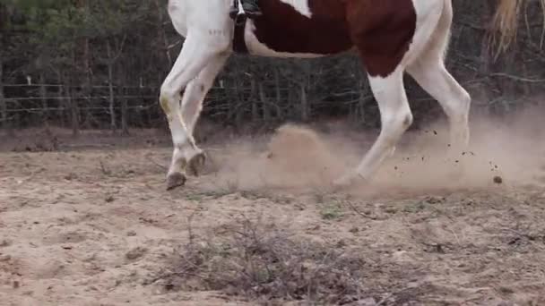 Kůň Protékající Písečnou Pastvinou — Stock video