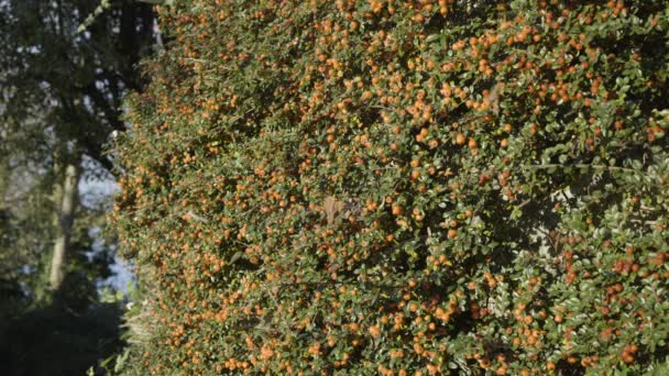 Bush Plantes Automne Avec Des Baies Fruits Densément Orange Tir — Video