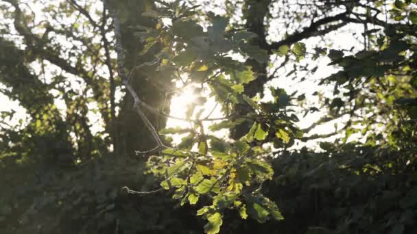 Luz Del Sol Brillante Que Pasa Través Hojas Ramas Del — Vídeos de Stock