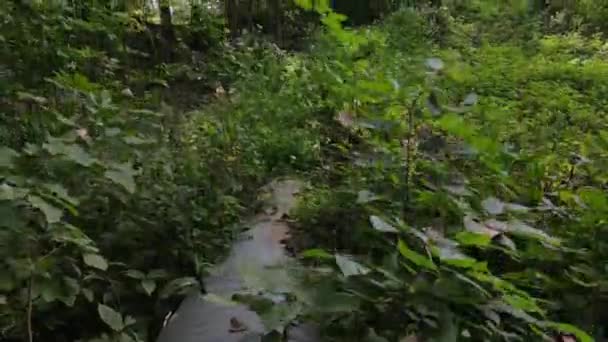 Vertikalantenne Von Einer Extremen Nahaufnahme Eines Regenwasserableitungsrohres Zum Baumwipfel Ein — Stockvideo