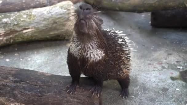 Animal Feeding Hungry Malayan Porcupine Himalayan Porcupine Hystrix Brachyura Covered — Stock Video