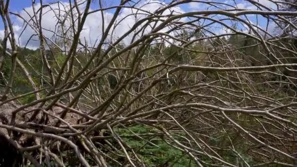 Gevallen Bomen Een Storm Wat Omgevallen Bomen Bomen Omgevallen Kijkend — Stockvideo