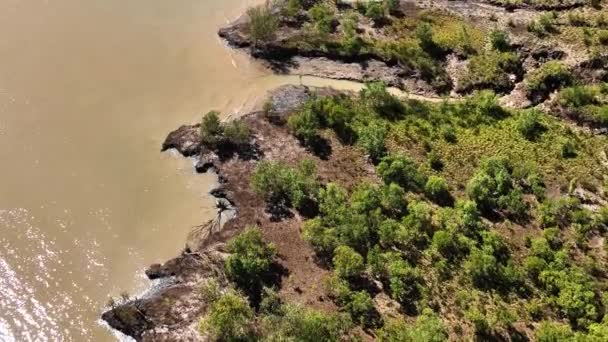 Hermoso Bosque Manglares Arroyo Noroeste Australia — Vídeos de Stock