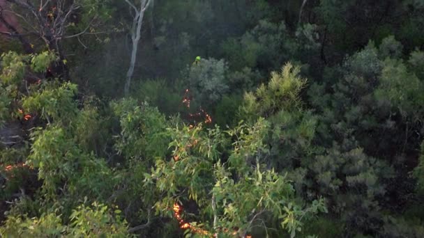 Niezbędne Spalanie Pleców Odbywa Się Północno Zachodnim Lesie Australii — Wideo stockowe