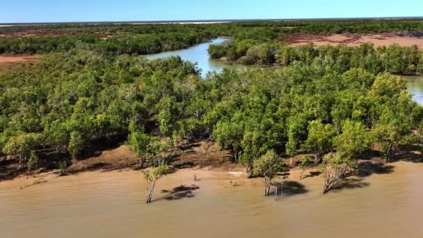 Hermoso Bosque Manglares Arroyo Noroeste Australia — Vídeos de Stock