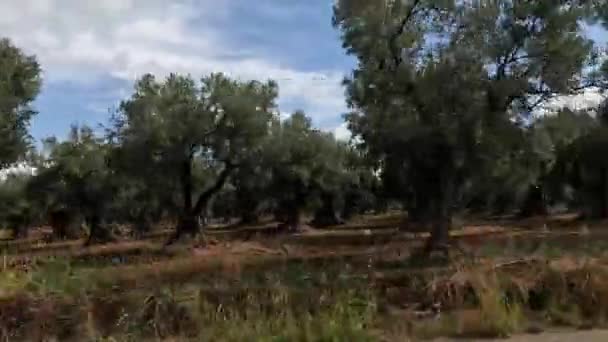 Langs Een Olijfboomplantage Zuid Italië Rijden Een Mooie Zomerdag — Stockvideo