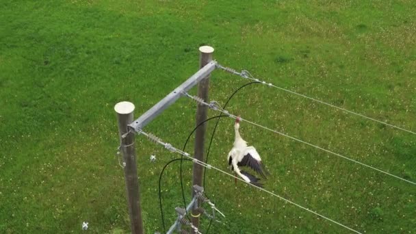 触电的白鹤被困在电力线危险中 空中死亡的鸟 — 图库视频影像