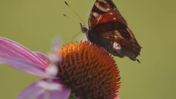 Extrémní Makrosnímek Evropského Páva Motýl Otevřenými Křídly Sání Nectar Orange — Stock video