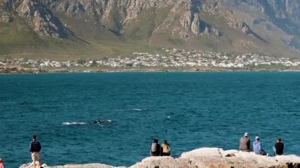 Turistas Con Espectaculares Vistas Primera Fila Sobre Rocas Avistamiento Ballenas — Vídeo de stock