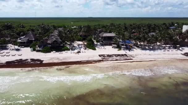 Tropical White Sand Beach Ocean Covered Sargassum Tulum Shoreline — Stock Video