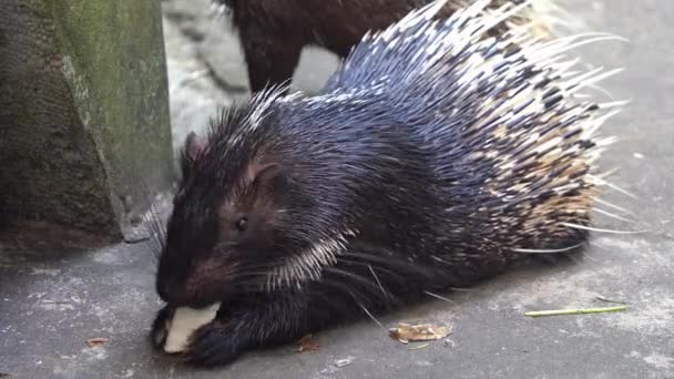 Nahaufnahme Eines Niedlichen Malaysischen Stachelschweins Oder Himalaya Stachelschweins Hystrix Brachyura — Stockvideo