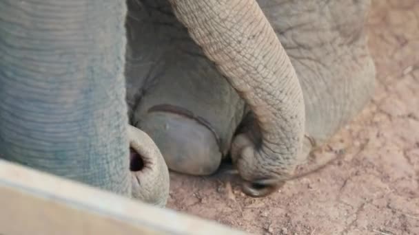 Cinemática Cámara Lenta Naturaleza Vida Silvestre Imágenes Del Tronco Elefante — Vídeo de stock